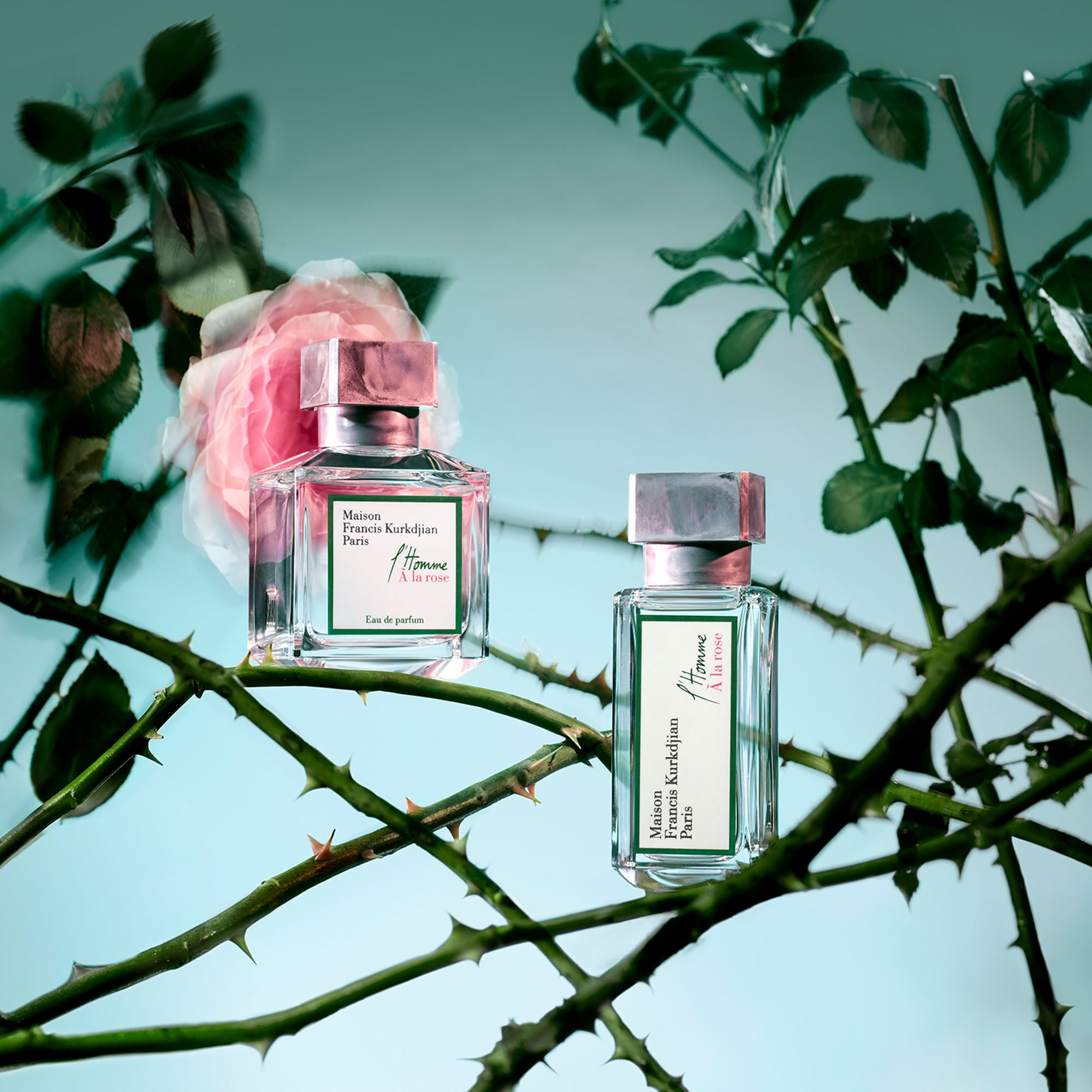 l'Homme À la rose – Twisted Lily